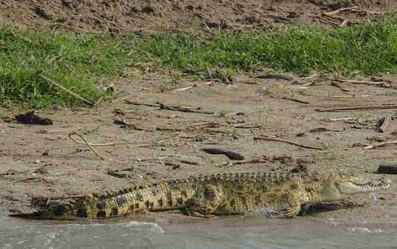Cocodrilo - parque nacional Queen Elizabeth - Uganda 5.jpg